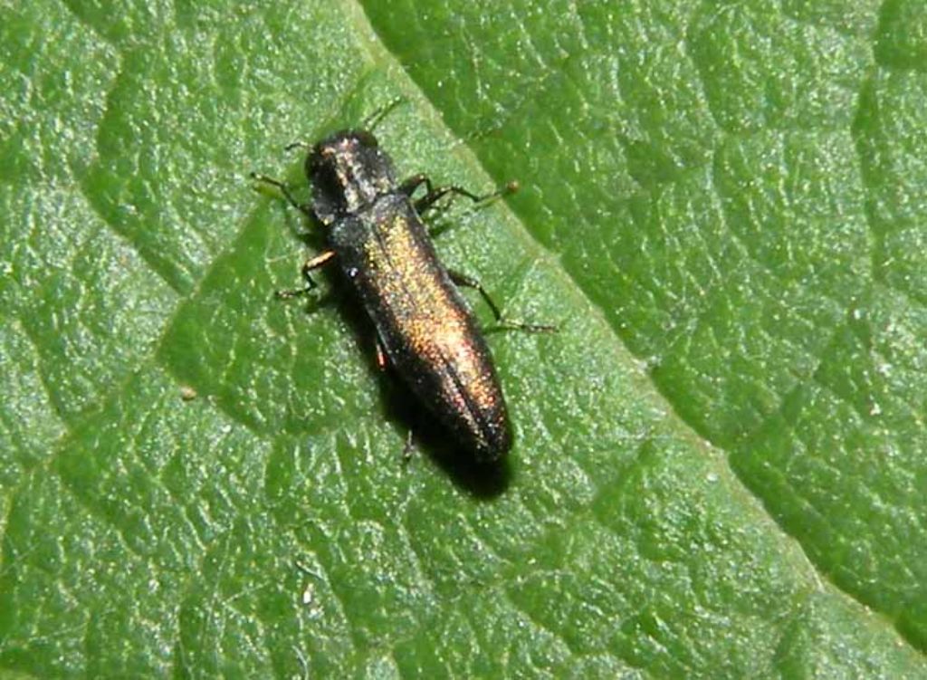 Buprestidae: Agrilus sp.